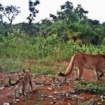 Onça parda e filhote no Parque Nacional de Brasília