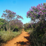 Trilha Cristal Água no Parque Nacional de Brasília. Foto: Néio Lúcio Rosa Cruz/Arquivo ICMBio